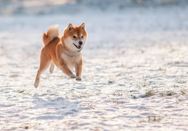 Sprong hond shiba inu op sneeuw — Stockfoto