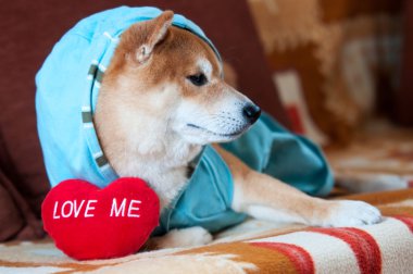 şirin shiba Inu köpek yatakta kırmızı kalp ile döşeme