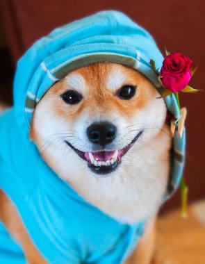 mutlu bir gülümseme form shiba Inu köpek mavi ceket, kaput ve kırmızı gül