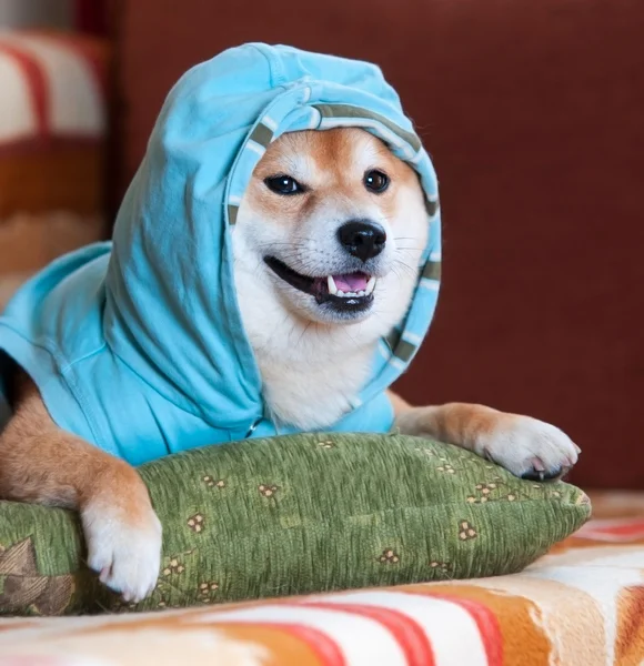 Happy Shiba inu perro con chaqueta azul en la almohada — Foto de Stock