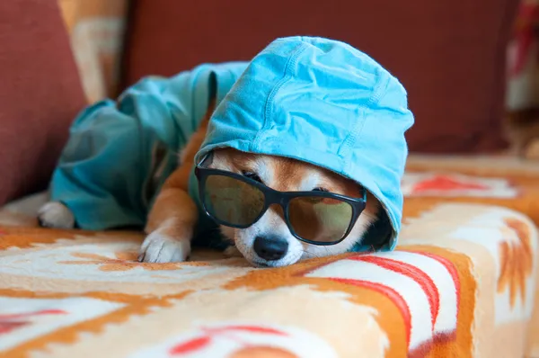 Triest shiba inu hond met blauwe jas, kap en glazen — Stockfoto