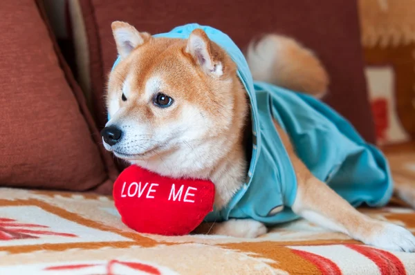 Bonito Shiba inu cão deitado na cama com coração vermelho — Fotografia de Stock