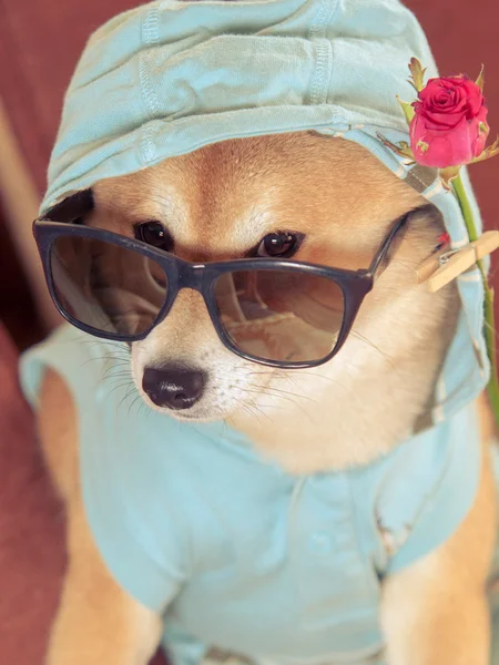 Vintage look van shiba inu hond met jas, kap, bril en rose — Stockfoto
