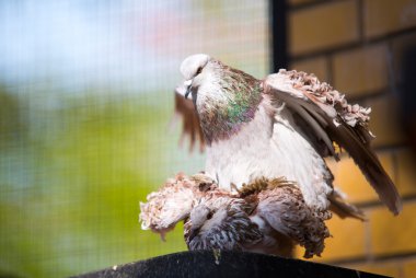 Pigeons breeding clipart