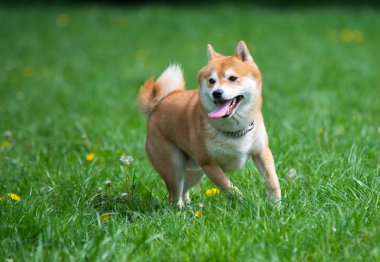 köpek çimenlerde shiba Inu atladı