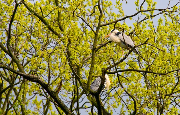 Pareja de garzas grises (Ardea Cinerea) en el árbol —  Fotos de Stock