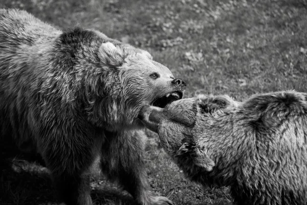 Grizzlybjörn kampen — Stockfoto