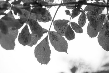 böcekler üzerinde yaprak