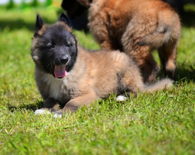 dil ile genç kenar kömür ocağı