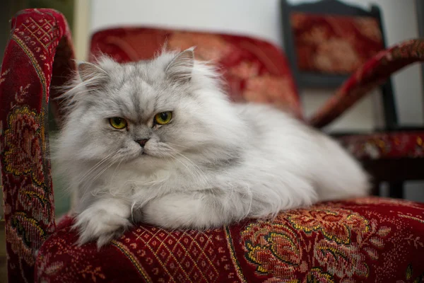 Sandalye beyaz Farsça kedi yakın çekim — Stok fotoğraf