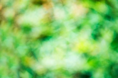 Soyut yeşil doğa arka planı, seçici odak