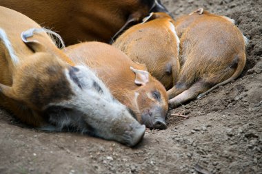 Kızılırmak domuzlar domuz