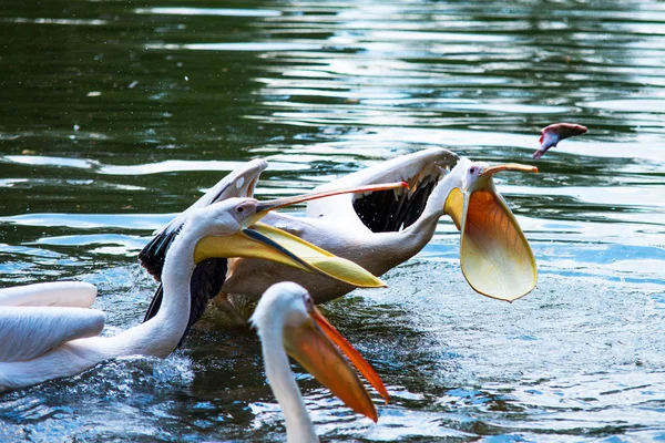 Group of Great White Pelicans in water — Stock Photo, Image