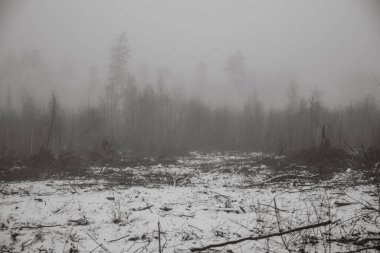 Derin sis ve karla kaplı orman, görüş mesafesi düşük.
