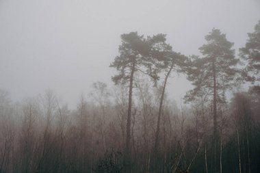 Sabahın erken saatlerinde sisle kaplı ağaçlar.