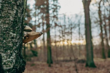 Daedaleopsis konçertosu, ince duvarlı labirent çokgözeneği ya da kızaran parantez olarak bilinir.