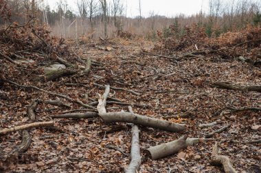 Ormandaki ağaç, sonbahar, kırık ağaç