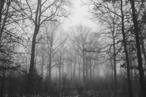 Bladloze Bomen Bedekt Met Mist Vroege Ochtend — Stockfoto