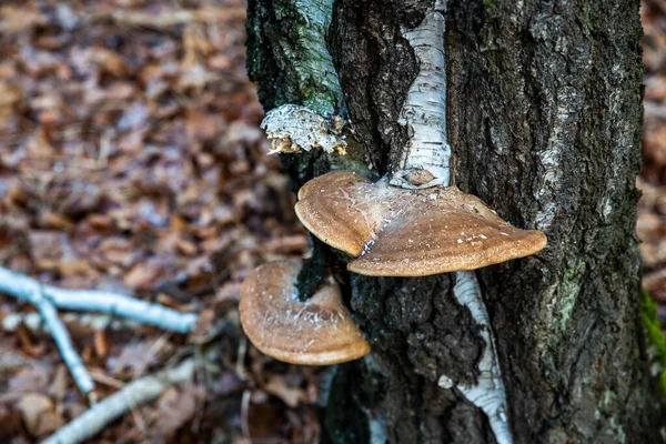 Daedaleopsis Confragosa Відомий Тонкий Стінний Лабіринт Поліп Або Рум Яна — стокове фото