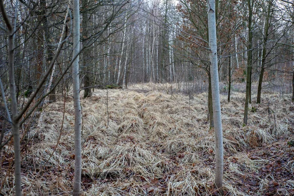 Árvore Floresta Outono Inverno Grama Congelada — Fotografia de Stock