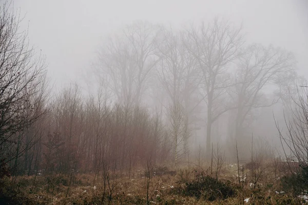 Wald Mit Dichtem Nebel Und Schnee Schlechte Sicht — Stockfoto