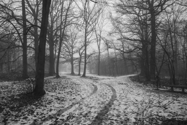 Route Forestière Dans Brouillard Noir Blanc — Photo