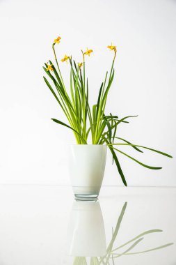 Beyaz duvarda bir buket çiçek, narsis.