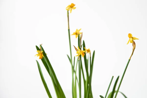 Bouquet Flowers White Wall Narcissus — 图库照片