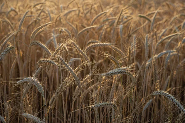 Wheat Field Sun Going — Photo