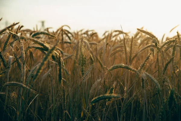 Wheat Field Sun Going — Photo