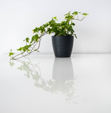 Beyaz bir masada siyah bir tencerede sarmaşık