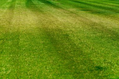 Sahada kuru ot, hasarlı çim.