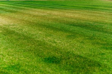 Sahada kuru ot, hasarlı çim.