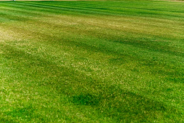 Sahada kuru ot, hasarlı çim.