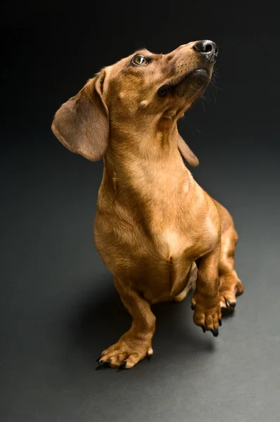 Buon cane. — Foto Stock