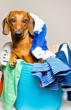 köpek içinde çamaşır sepeti