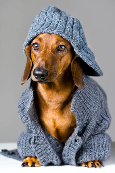 Hund i varma kläder — Stockfoto