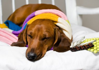 köpek ve uyuşturucu