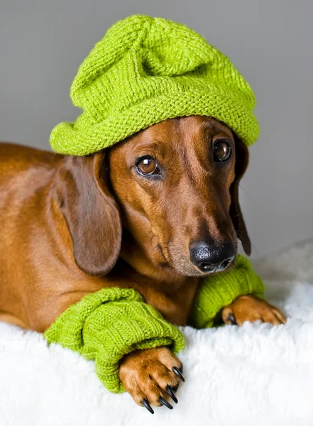 狗在顶绿色的帽子 — 图库照片