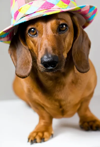 Dog and hat — Stock Photo, Image