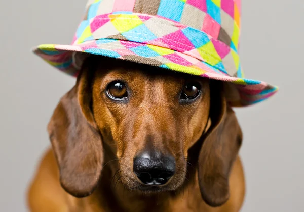 Cane in cappello — Foto Stock