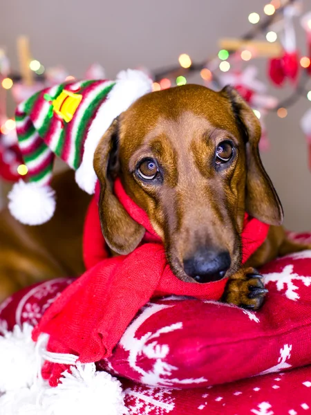 Noel Köpeği — Stok fotoğraf