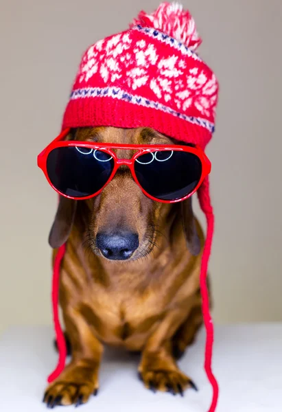 Σκυλί στο κόκκινο καπέλο και γυαλιά — Φωτογραφία Αρχείου