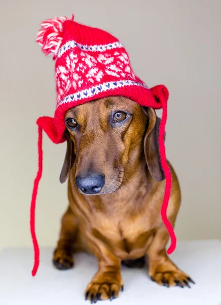 Hund im Urlaub — Stockfoto