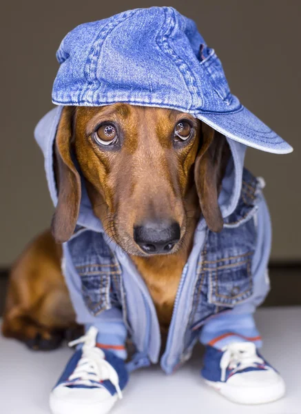 Chien en bonnet coton — Photo