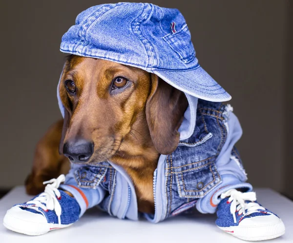 Jeans dog — Stock Photo, Image