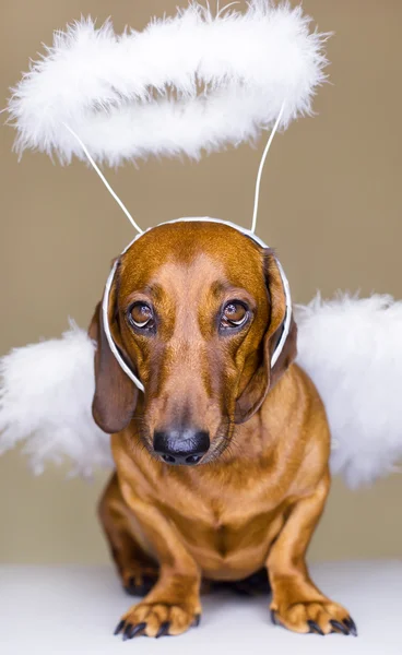 O cão — Fotografia de Stock