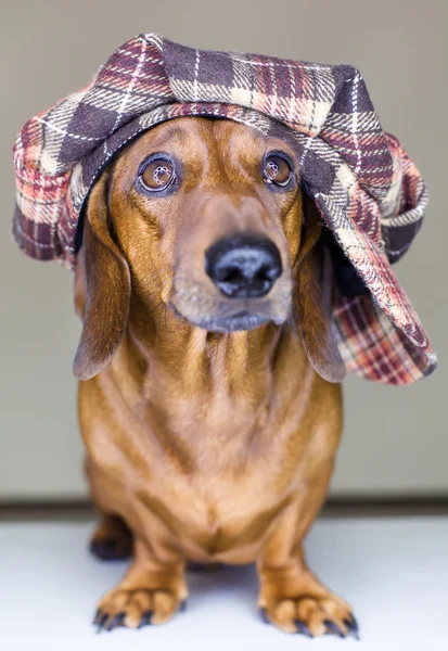 Perro con tapa — Foto de Stock