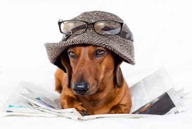 Dog and newspapper clipart