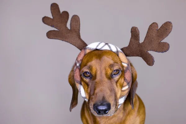 Holiday hund — Stockfoto